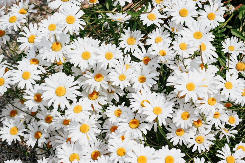 micheile henderson ROsXqvRzhiQ unsplash